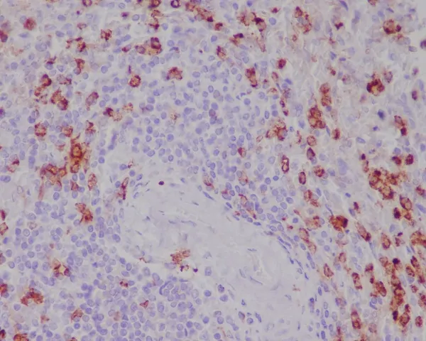 Anti-CD11b Rabbit Monoclonal Antibody
