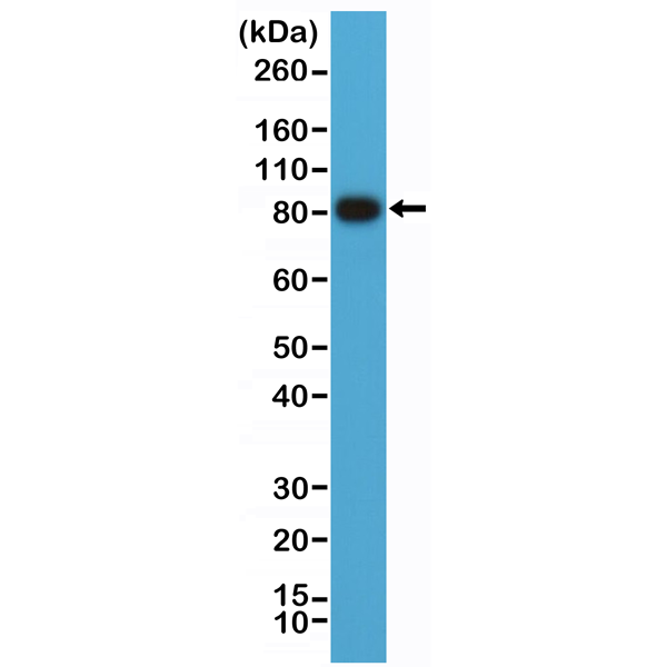Figure 1. Western Blotting result Western Blot of Raji cell lysate using anti-CD19 rabbit monoclonal antibody (Clone RM332) at a 1:1000 dilution.