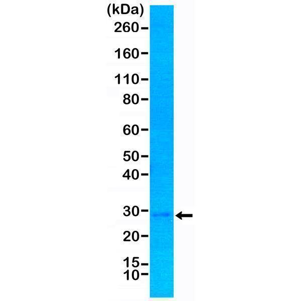 M00173 2 WB test result image 1