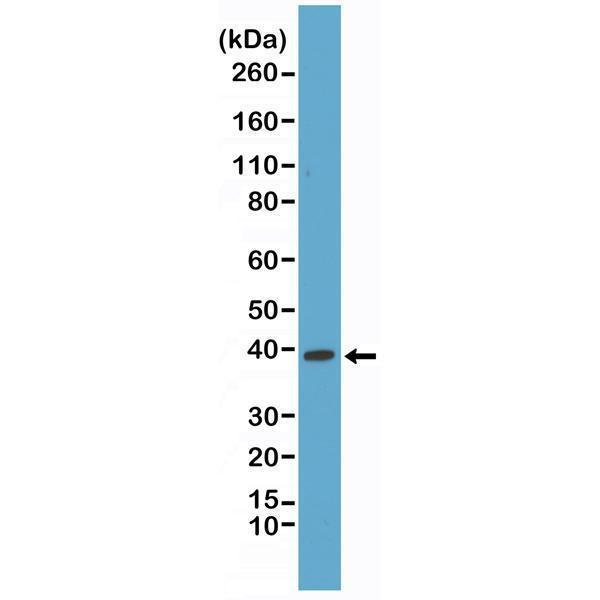  Western Blotting resultWestern Blot of HeLa cells lysates using Anti-p38 MAPK RM245 at a 1:1000 dilution, showed a band of p38 MAPK (~38 kDa) expressed in HeLa cells