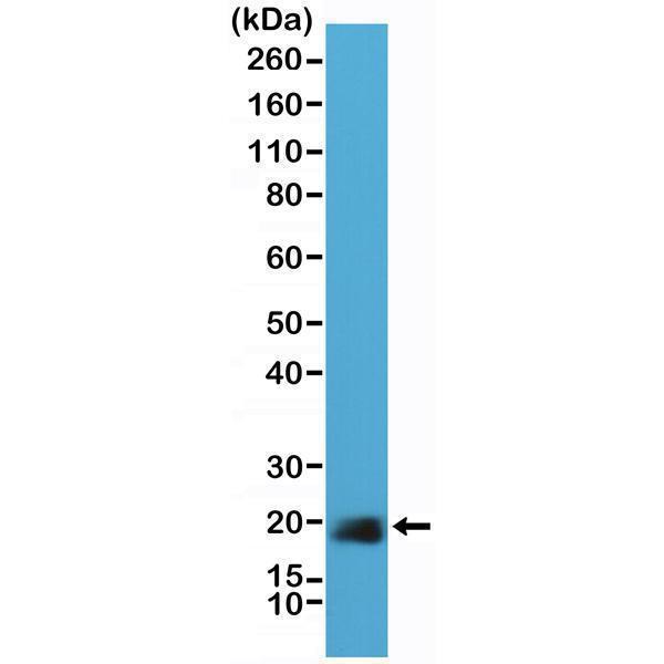 M00179 2 WB test result image 1