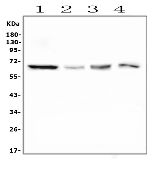 M00182 PLK1 primary antibodies WB testing 1
