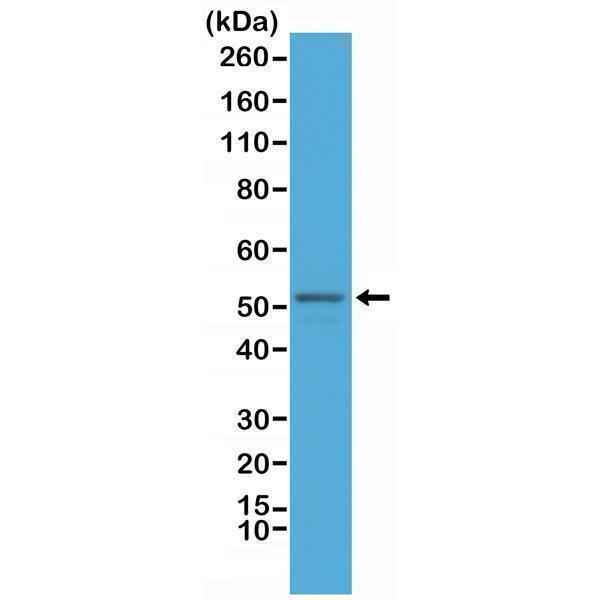 Western Blotting resultWestern Blot of mouse brain tissue lysate, using Anti-GFAP RM246 at a 1:2500 dilution, showed GFAP (~50 kDa) expression in mouse brain