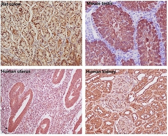 M00227 GAPDH primary antibodies IHC testing 1