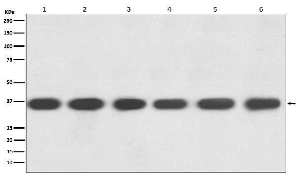 M00227 GAPDH primary antibodies WB testing 1