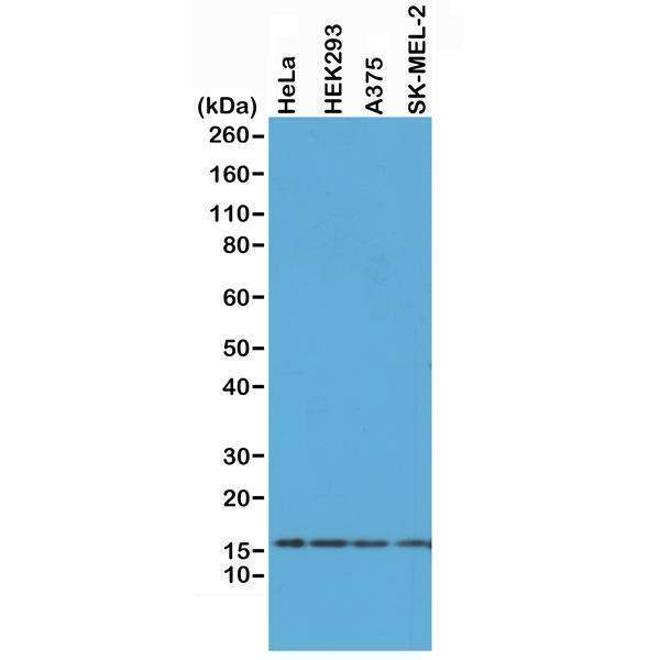 M00241 2 WB test result image 1