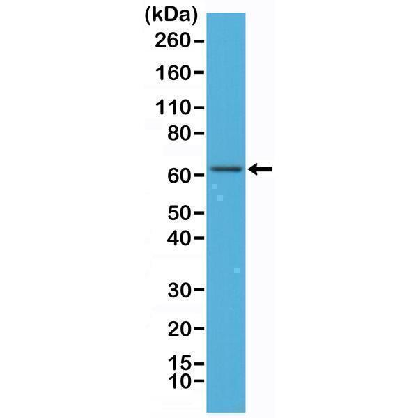 M00284 1 WB test result image 1