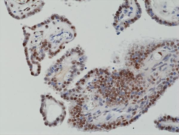 M00297 5 IHC test result image 2