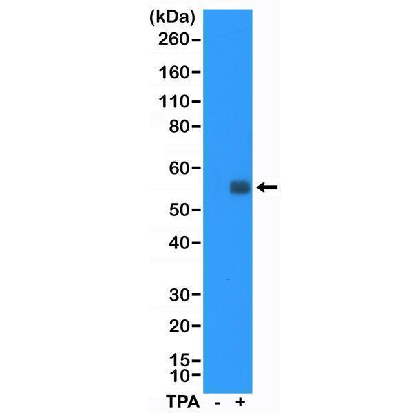 M00297 5 WB test result image 1