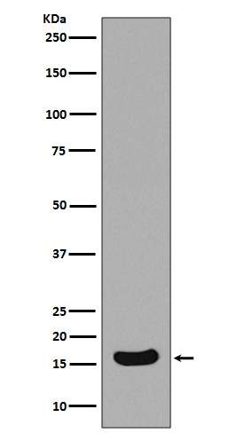M00379 2 Birc5 primary antibodies WB testing 1