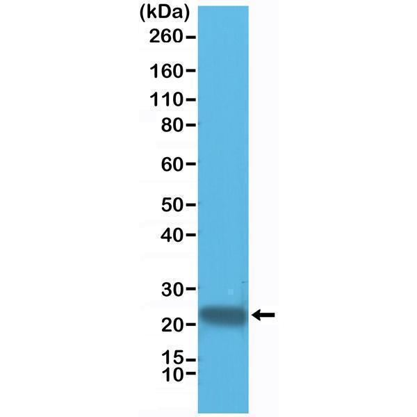  Western Blotting resultWestern Blot of HeLa cell lysate using anti-GSTP1 rabbit monoclonal antibody (Clone RM347) at a 1:1000 dilution