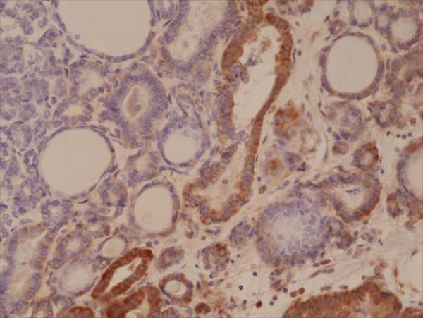M00401 1 IHC test result image 2