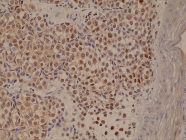 M00401 1 IHC test result image 3