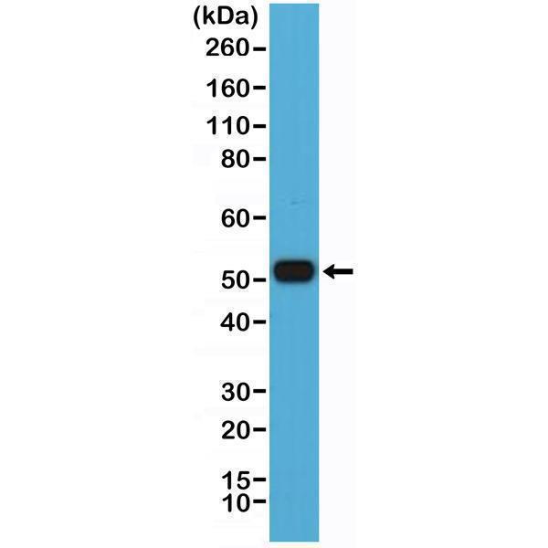 M00401 1 WB test result image 1