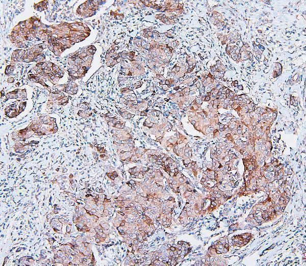 M00464 COMT primary antibodies IHC testing 3