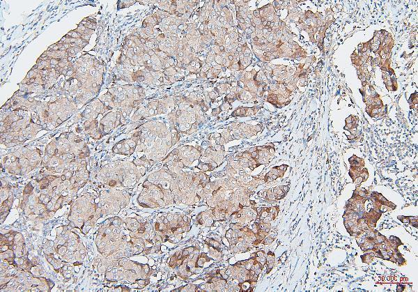 M00464 COMT primary antibodies IHC testing 4