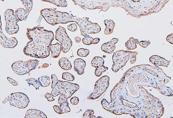 M00464 COMT primary antibodies IHC testing 5