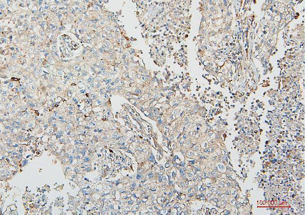 M00464 COMT primary antibodies IHC testing 6