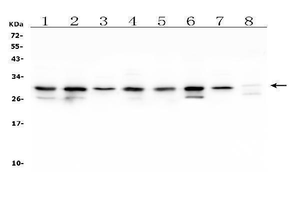 M00464 COMT primary antibodies WB testing 1