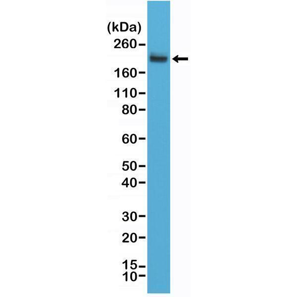 M00555 2 WB test result image 1