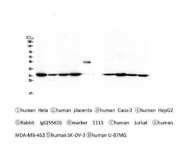 M00714 Emerin primary antibodies WB testing 1_1