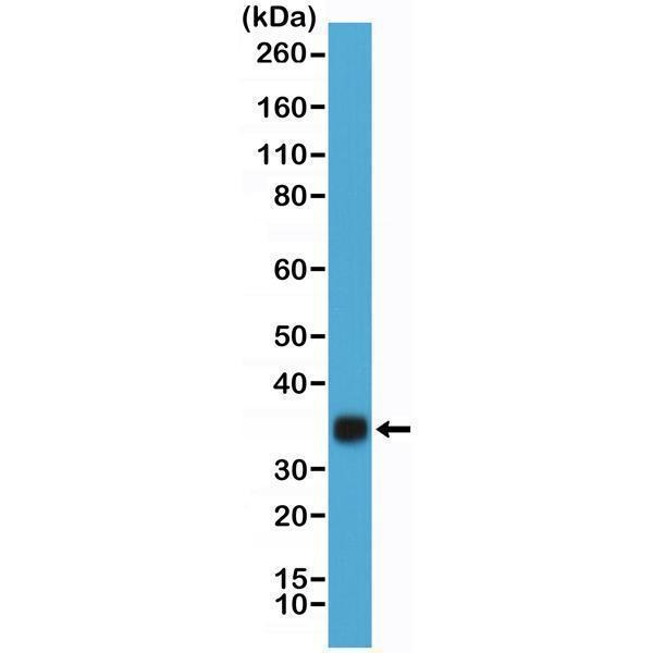  Western Blotting resultWestern Blot of hCG protein purified from human urine using anti-hCG rabbit monoclonal antibody (Clone RM330) at a 1:20,000 dilution