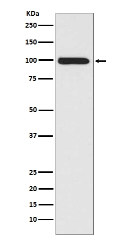 M00829 LRP1 primary antibodies WB testing 1