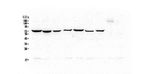 M00949 2 Hsp70 primary antibodies WB testing 2