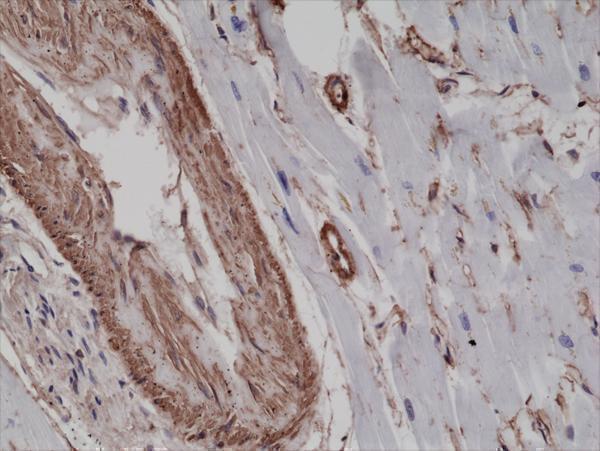 M01072 4 IHC test result image 2