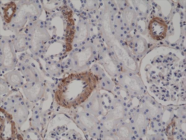 M01072 4 IHC test result image 3