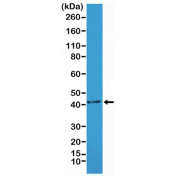 M01072 4 WB test result image 1