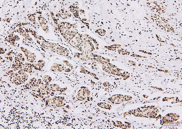 M01129 1 NRF1 primary antibodies IHC testing 4