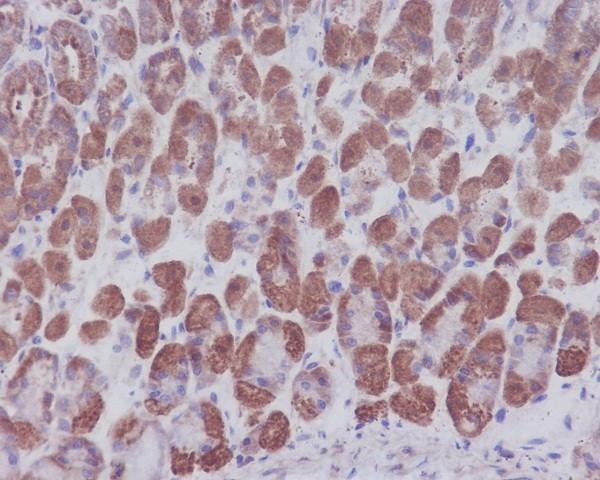 Immunohistochemical analysis of paraffin-embedded mouse stomach, using IKB alpha Antibody(M01139)NFKBIA was detected in paraffin-embedded tissue section