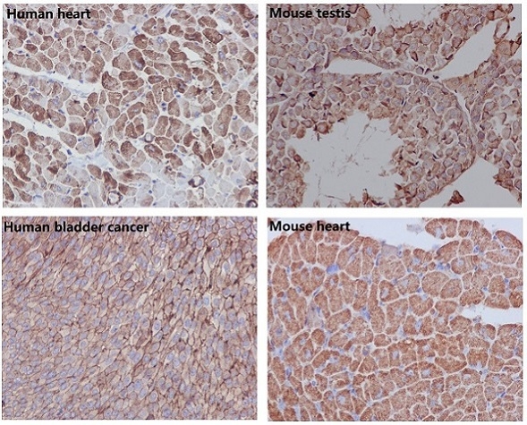 M01263 ACTB primary antibodies IHC testing 1
