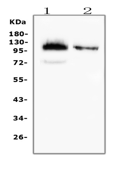 M01296 1 CD43 primary antibodies WB testing 1