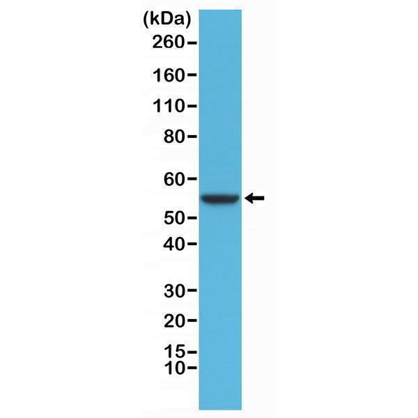  Western Blotting resultWestern Blot of HeLa cells lysates using Anti-CK-8 Rabbit Monoclonal Antibody (Clone RM266) at a 1:1000 dilution