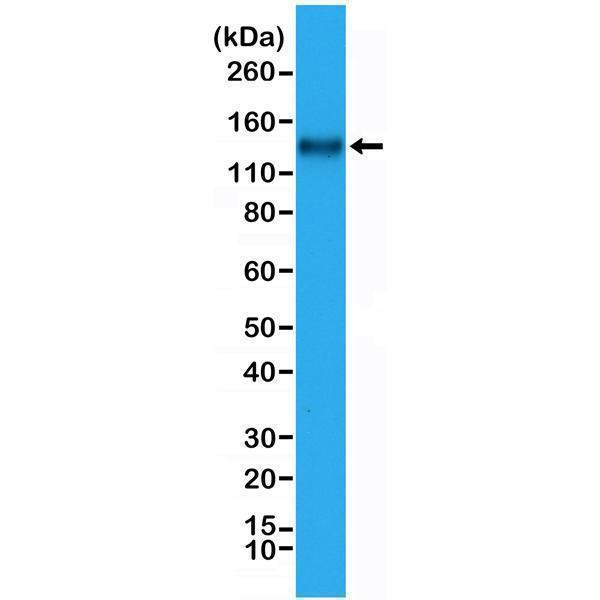  Western Blotting resultWestern Blot of Jurkat cell lysate, using Anti-CD31 RM247 at a 1:1000 dilution, showed CD31 (~130 kDa) expression in Jurkat cells
