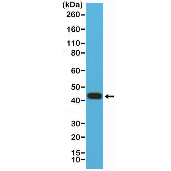  Western Blotting resultWestern Blot of HEK 293 cells lysate using anti-MMP-12 rabbit monoclonal antibody (Clone RM381) at a 1:500 dilution