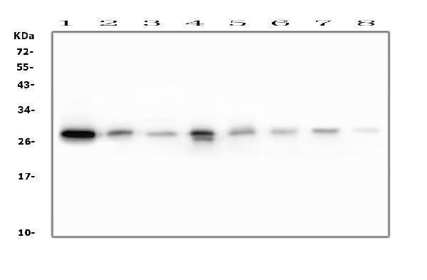 M01608 RAB27A primary antibodies WB testing 1