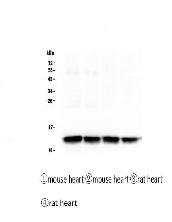 M01734 Cardiac_FABP primary antibodies WB testing 1_1