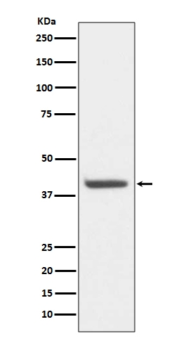 M01843 1 HDAC8 primary antibodies WB testing 1