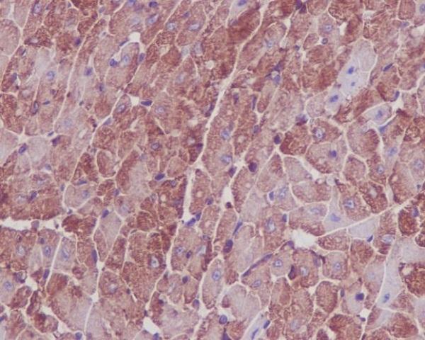 Immunohistochemical analysis of paraffin-embedded mouse heart, using Actin Antibody