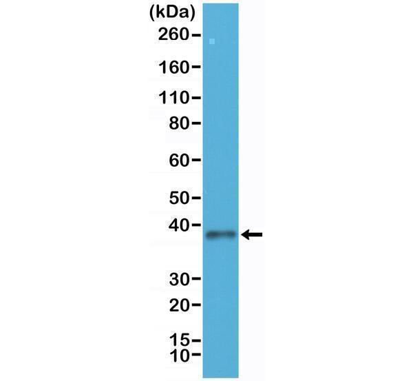  Western Blotting resultWestern Blot of HEK293 cells lysates using Anti-JAM1 Rabbit Monoclonal Antibody (Clone RM275) at a 1:250 dilution