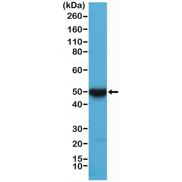M02101 3 WB test result image 1