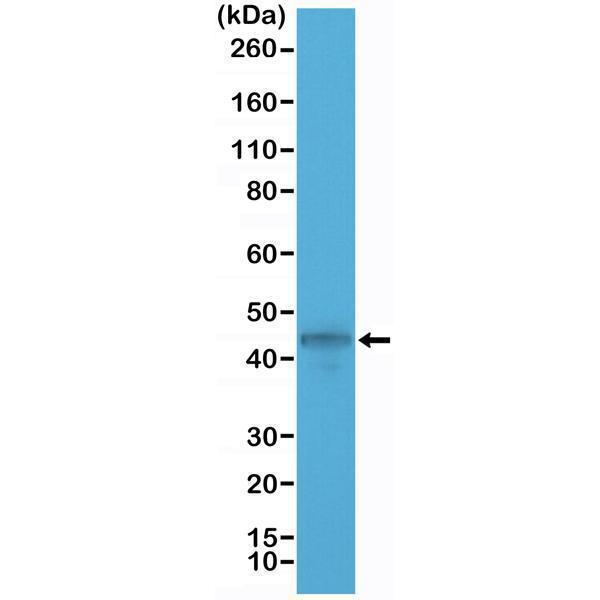  Western Blotting resultWestern Blot of MCF-7 cell lysate using anti-CK-19 rabbit monoclonal antibody (Clone RM364) at a 1:1000 dilution