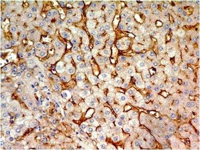 M02120 Immunostaining Analysis human liver _2_