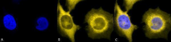 M02393 2 HSP90B1 ICC test 1 test