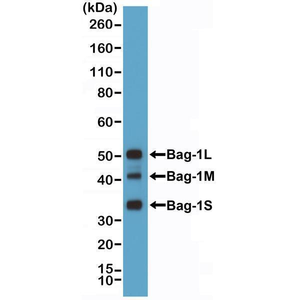 M02423 1 WB test result image 1