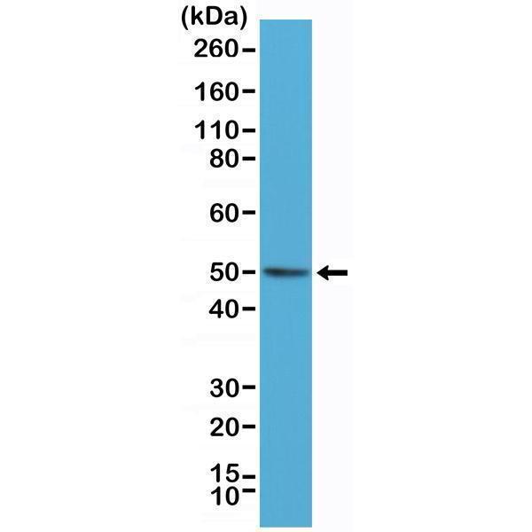 M02423 WB test result image 1