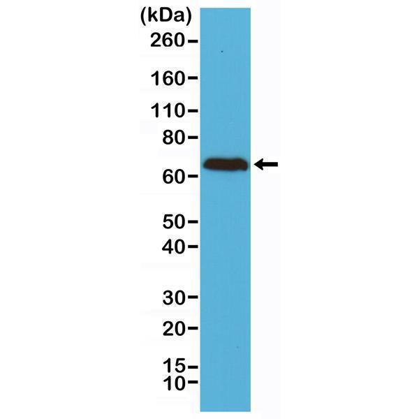 M02482 5 WB test result image 1